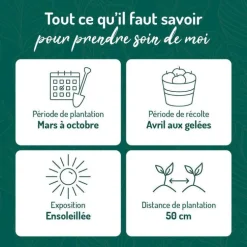 Sauge Officinale Bio. Le pot de 2,5 litres