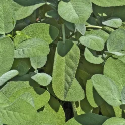 Sauge Officinale Bio. Le pot de 2,5 litres