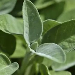 Sauge Officinale Bio. Le pot de 2,5 litres