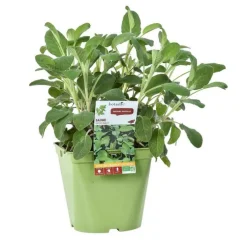Sauge Officinale Bio. Le pot de 2,5 litres