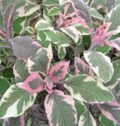 Sauge Officinale Pourpre Bio. Le pot de 2,5 litres