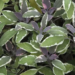 Sauge Officinale Pourpre Bio. Le pot de 2,5 litres