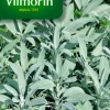 Sauge Officinale Vilmorin - graines à semer