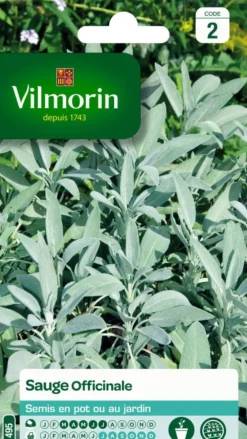 Sauge Officinale Vilmorin - graines à semer