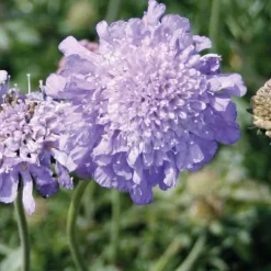 Scabieuse du Caucase bleue - Le pot de 9 x 9 cm