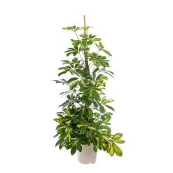 Schefflera Arboricola Gold Capella ou Arbre parapluie pot Ø17 cm/ H80 cm (T mousse)