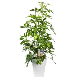 Schefflera gold capella. Le pot de 21 cm