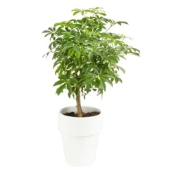 Schefflera sur tige pot Ø18xH50 cm
