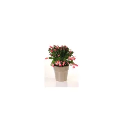 Schlumbergera avec cache-pot