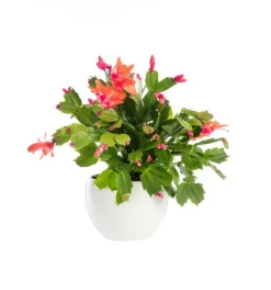 Schlumbergera ou Cactus de Noël avec cache-pot en céramique. Le cache-pot Ø 12 cm