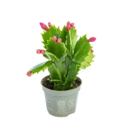 Schlumbergera plante baby en pot Ø 5,5/6 cm