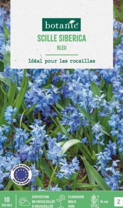 Scilla siberica botanic® - 10 bulbes