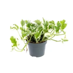 Scindapsus N’Joy pot Ø12xH20 cm