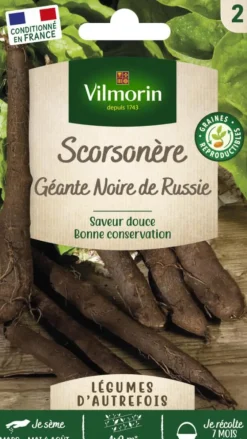 Scorsonère Géante Noire de Russie Vilmorin - graines à semer