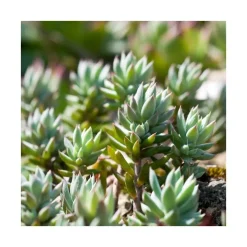 Sédum dit Orpin - Le pot de 2 litres