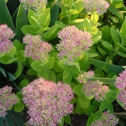 Sédum dit Orpin - Le pot de 3 litres