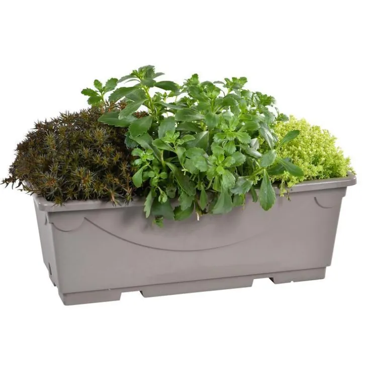 Sédums variés - La jardinière de 40 cm