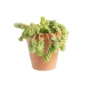 Sedum burrito en pot terre cuite H 40 x Ø 15 cm