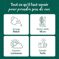 Sedum burrito en pot terre cuite H 40 x Ø 15 cm