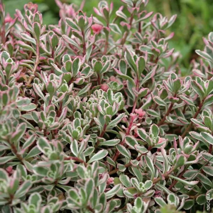 Sedum D'Arménie 'Tricolor' - Le pot de 1 litre