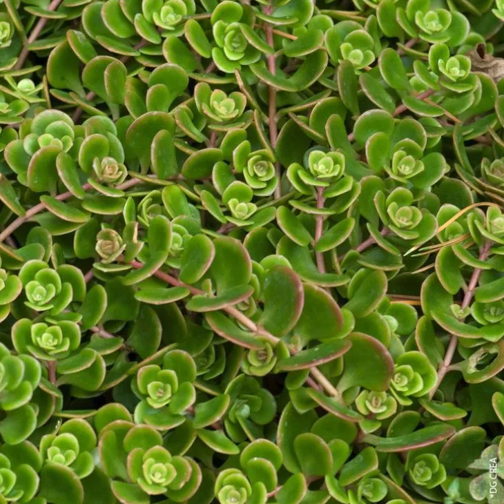 Sedum de Chine 'Coral Reef' - Le pot de 1 litre