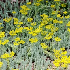 Sedum Réfléchi 'Blue Spruce' - Le pot de 1 litre