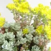 Sedum Sapthulifolium 'Cape blanco' - Le pot de 1 litre
