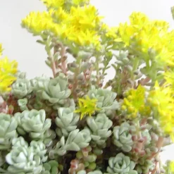 Sedum Sapthulifolium 'Cape blanco' - Le pot de 1 litre