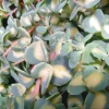 Sedum Sieboldii - Le pot de 9 cm