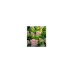 Sedum Spectabile - Le pot de 3 litres