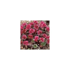 Sedum Spurium - La barquette de 6 plants
