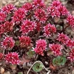 Sedum Spurium - Le pot de 10,5 cm