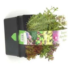 Sedum Toiture Vegetalisee - La barquette de 6 plants