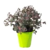 Sedum X Plum Dazzled - Le pot de 2 litres