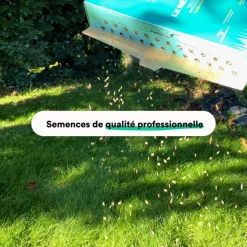 Semences gazon création et rénovation pour tous types de terrain Bleen - 1 kg