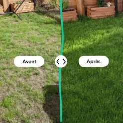 Semences gazon création et rénovation pour tous types de terrain Bleen - 1 kg