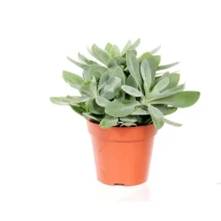 Senecio cephalophorus