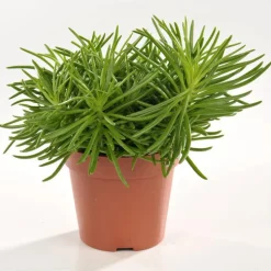 Senecio himalaya. Le pot de 15 cm