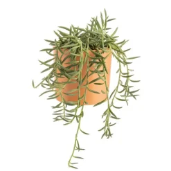 Senecio radicans en pot terre cuite H 10 x Ø 15 cm