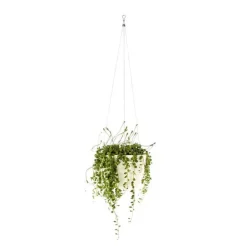 Senecio Rowleyanus suspension Ø12xH30 cm