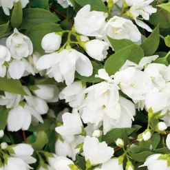 Seringat Snowflake en pot de 3 litres