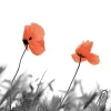 Serviettes en papier 3 plis x 20 Two poppies - 33 x 33 cm