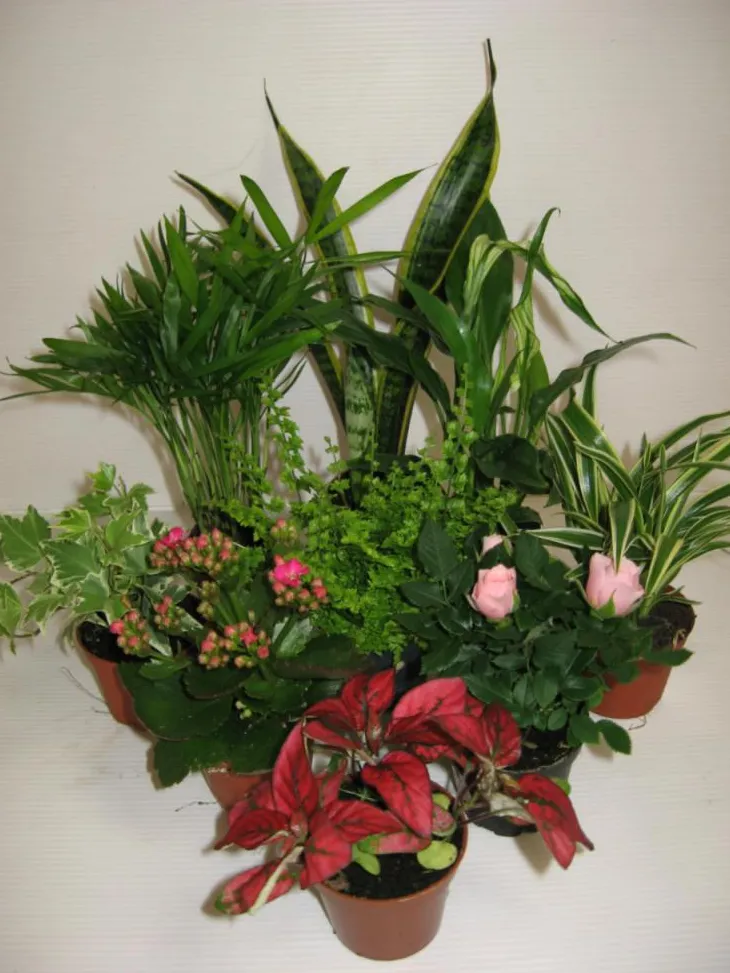 Solanum Pseudocapsicum plante baby en pot Ø 5,5/6 cm