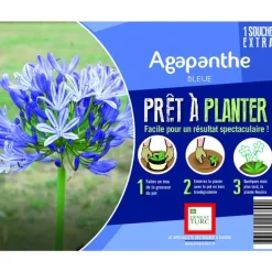 Souche d’Agapanthe bleue extra en bourriche