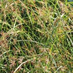 Souchet odorant godet 9x9 cm