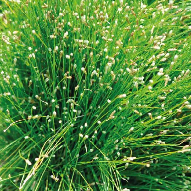 Souchet penché godet 9x9 cm