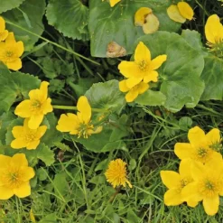 Souci d’eau à grandes feuilles godet 9x9 cm