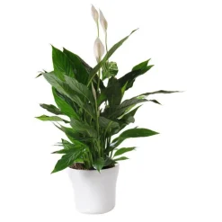 Spathiphyllum cupido + cache-pot