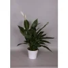 Spathiphyllum Cupido 65 cm et cache-pot 17 cm