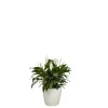 Spathiphyllum et son pot Classico premium Ø 35 blanc